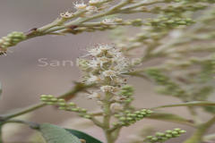 Terminalia paniculata